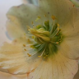 Helleborus van Jose Vink