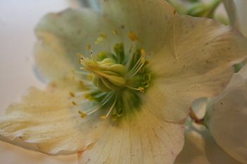 Helleborus