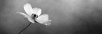 Fleur en noir et blanc