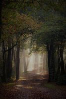 Lichtspel tussen de bomen