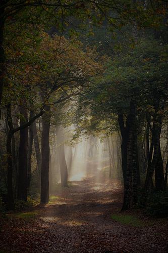 Jeu de lumière entre les arbres