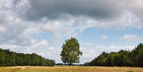 Hollands plaatje