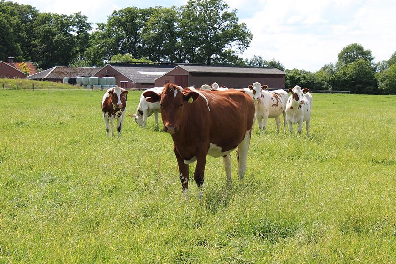 koeien by romy sharif