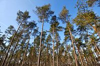 Jonge naaldbomen in de Veluwe