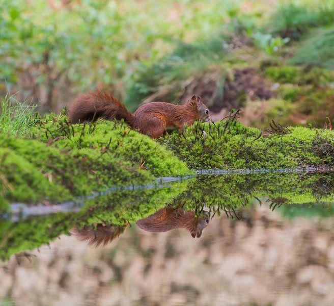 Eekhoorn met spiegeling /Squirrel with reflection von Anna Stelloo