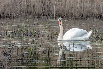 Höckerschwan von t.ART