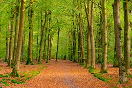 Sentier traversant une forêt de hêtres un matin de début d'automne sur Sjoerd van der Wal Photographie