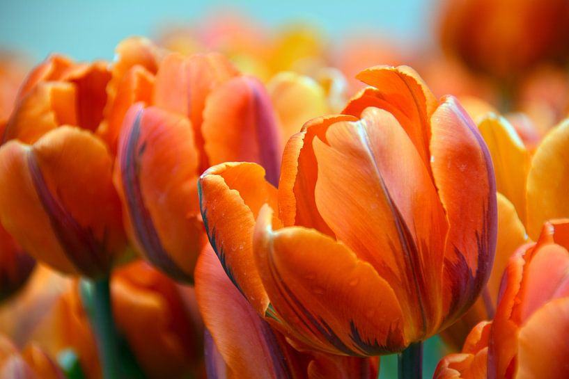 Tulpenpracht by Wiltrud Schwantz