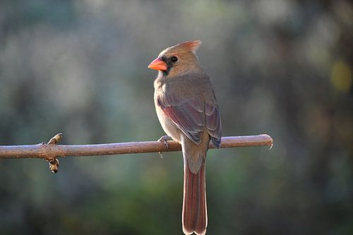 Een vrouwelijke kardinaal in de tuin