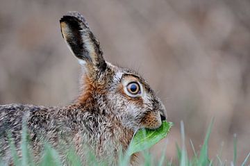 Hare feeding on leaves by Wim Stolwerk