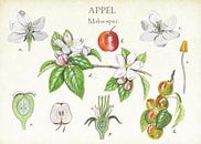 Apfelbaum von Jasper de Ruiter Miniaturansicht