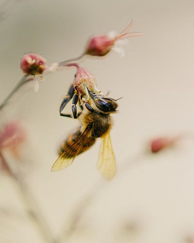 Honey bee on a plant by Jan