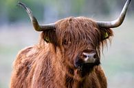 Schotse Hooglander Close-up van Debbie Rijnders thumbnail