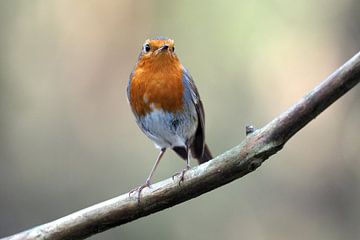 Roodborst op een tak van Astrid Brouwers