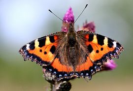 Kleine vos van Ger Bosma