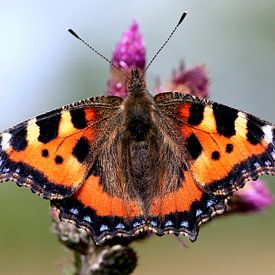 Small Tortoiseshell sur Ger Bosma