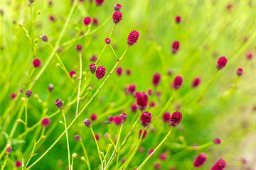 Dansende Roodpaarse Bloemen in een Droomlandschap van Hans Kwaspen