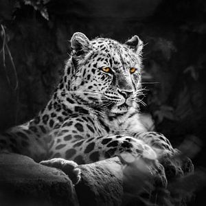 Schöner Amurleopard in schwarz-weiß 1:1