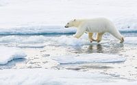 Young Polar Bear on a voyage of discovery by Lennart Verheuvel thumbnail