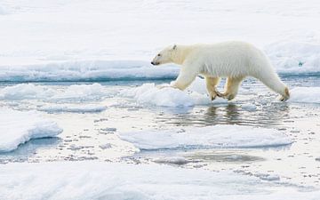 Un jeune ours polaire en voyage de découverte