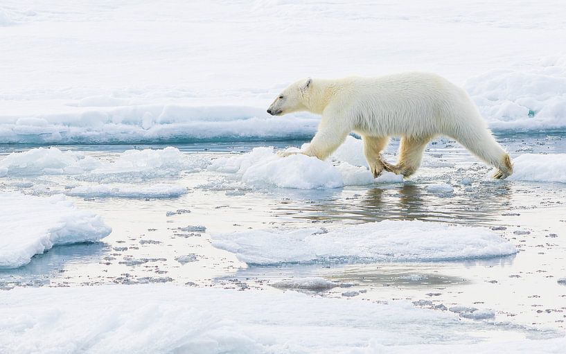 Young Polar Bear on a voyage of discovery by Lennart Verheuvel