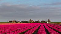 Tulpen voor de boerderij par Bram van Broekhoven Aperçu