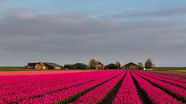 Tulpen voor de boerderij by Bram van Broekhoven
