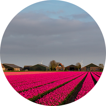 Tulpen voor de boerderij van Bram van Broekhoven