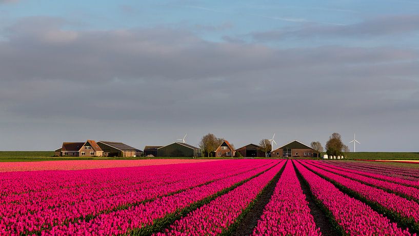 Tulpen voor de boerderij by Bram van Broekhoven