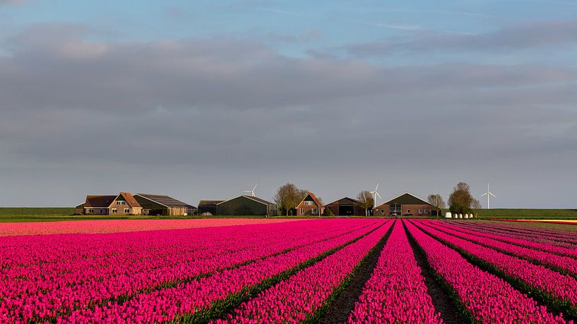 Tulpen voor de boerderij von Bram van Broekhoven