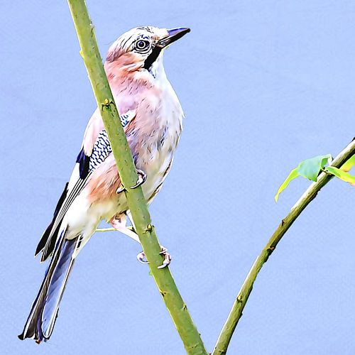 Jay (blue background)