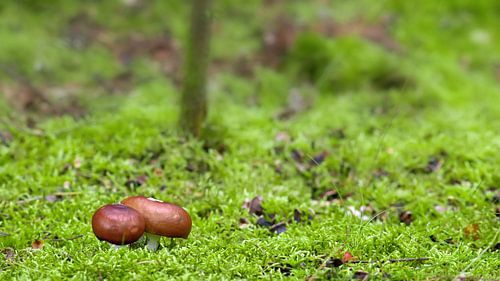 Champignons des bois