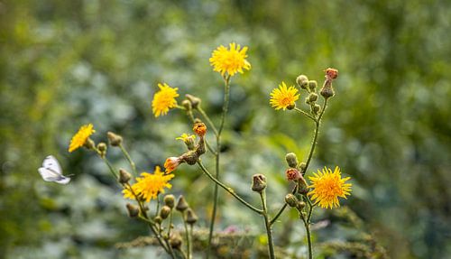 Bloeiende akkermelkdistel plant van dichtbij