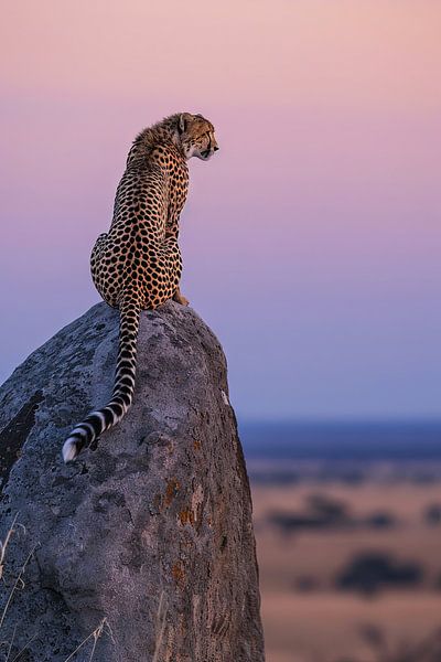 Gepard von Poster Art Shop