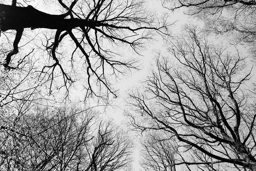Tree branches against sky by Luis Boullosa