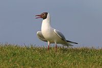 Mouette à tête noire