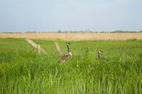 Great Canadian Geese with their chicks