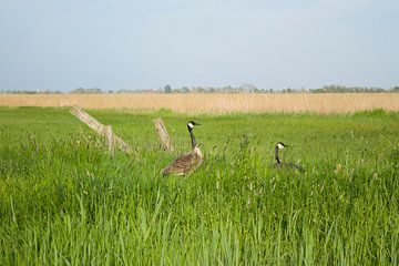 Great Canadian Geese with their chicks