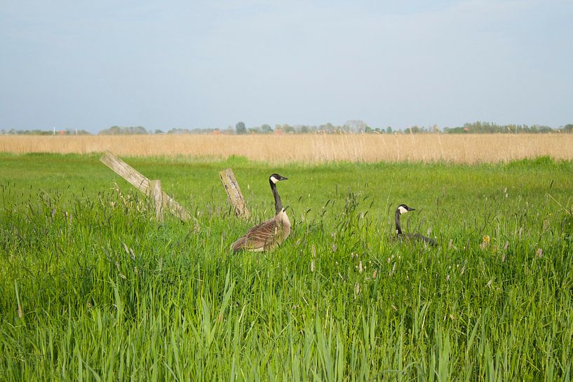 Great Canadian Geese with their chicks by Berthilde van der Leij