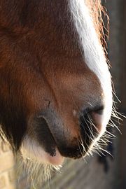 Paard in rust. von Grietje van der Reijnst