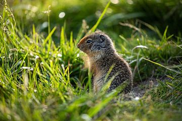 Arctic ground squirrel in Canada by Roland Brack