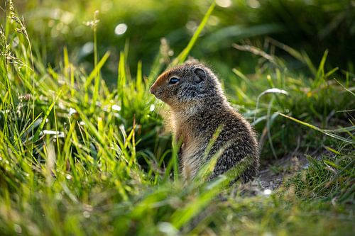 Arctic ground squirrel in Canada