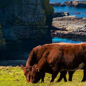 Schotse Hooglanders bij klif van Koen Leerink