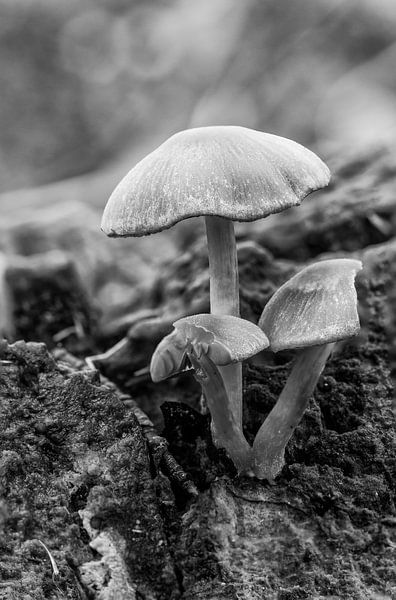 Zwart wit paddenstoel macro van Photo Henk van Dijk