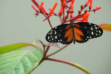 Tijger-Passiebloemvlinder (Heliconius hecale) van Ronald Pol