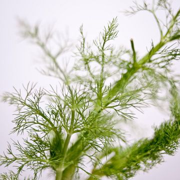 green of fennel by Toon Maes