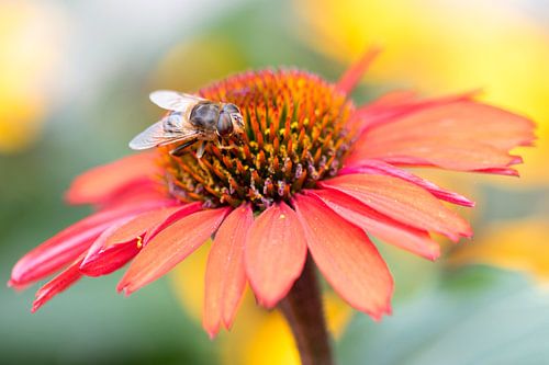 Orange sun hat with bee