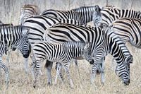 Zebraherde's