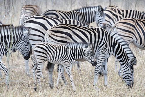 Troupeau de zèbres sur Shirley Kroos