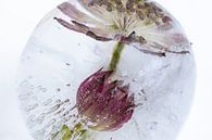 Pinke Blüte in Eiskugel 2 von Marc Heiligenstein Miniaturansicht